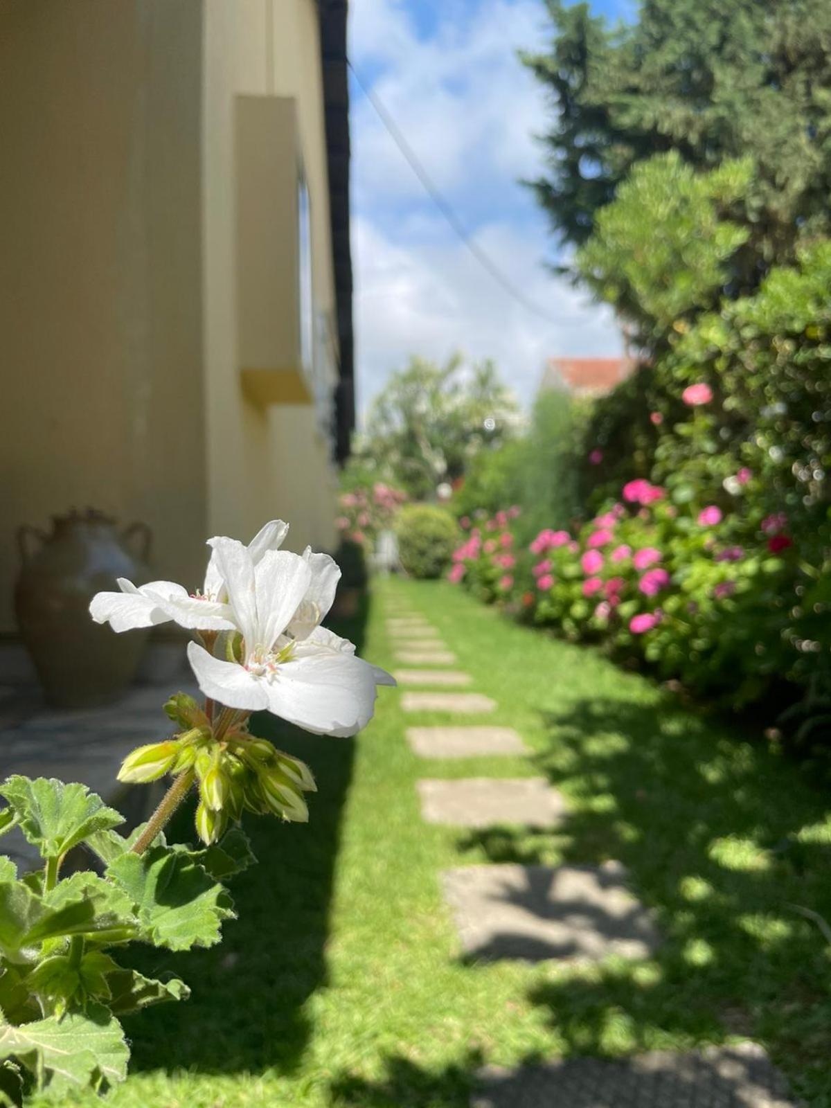 Tina Country * Acharavi (Corfu)